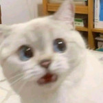 Leafdragonn's Avatar