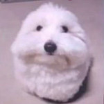 sippyspurs's Avatar